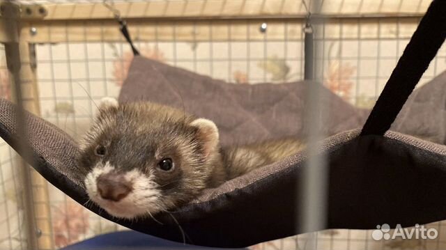 Гамак для грызунов