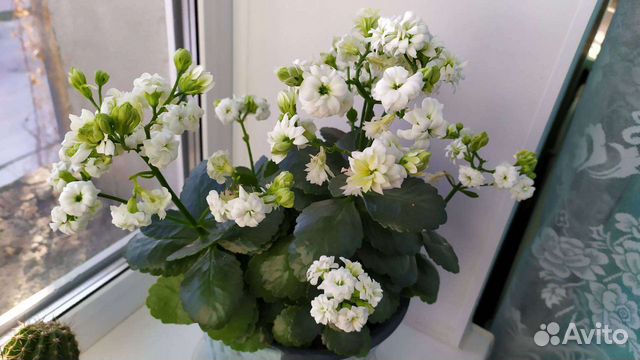 Каланхоэ махровый, каланхоэ лечебный