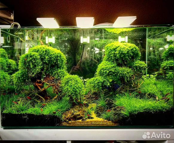 Растения для аквариума. Живые растения