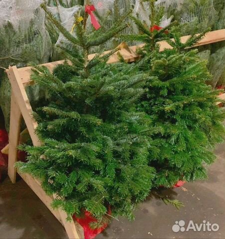 Пихта Новогодняя Купить В Москве Пихта Новогодняя Купить В Москве