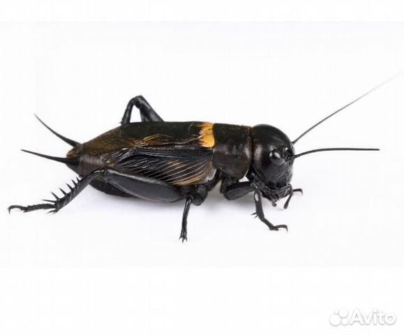 Кормовые насекомые для рептилий и стрижей