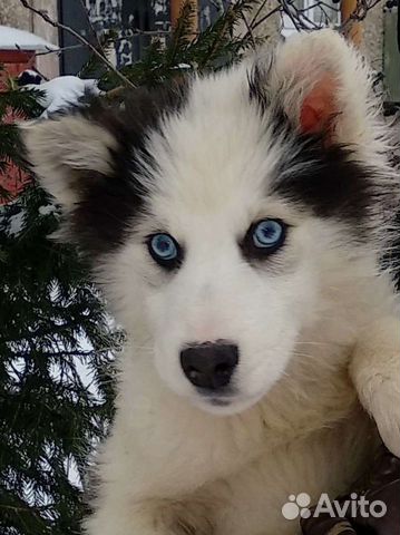 якутская лайка черно белая с голубыми глазами