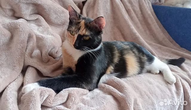 Ласкучая химера кошка в добрые руки