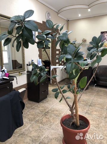 Фикус каучуконосный большой