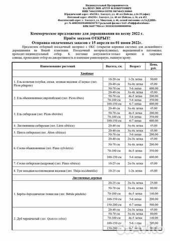 Саженцы Клена канадского, Гиннала (Окс)