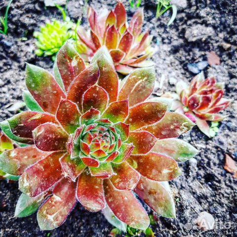 Саженцы многолетников из своего сада