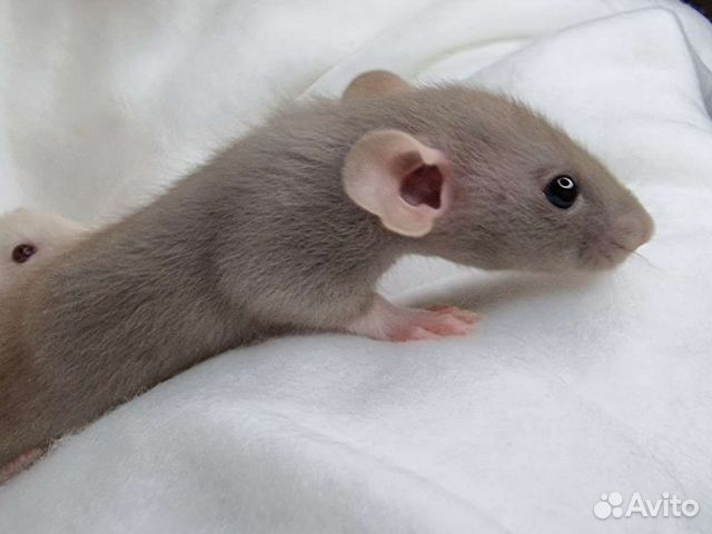 Крыса, крысята, крысята дамбо