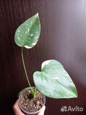 Монстера Тайское созвездие и Альба