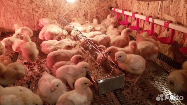 Бройлеры, Муларды, Утята, Гусята и Куры несушки