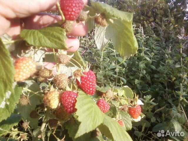 Малина ремонтантная