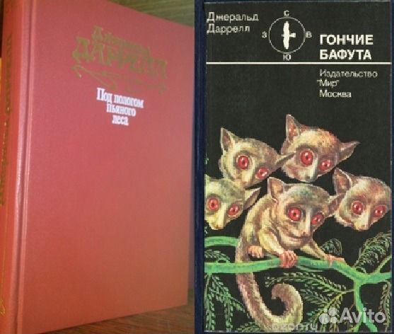 Гончие бафута картинки