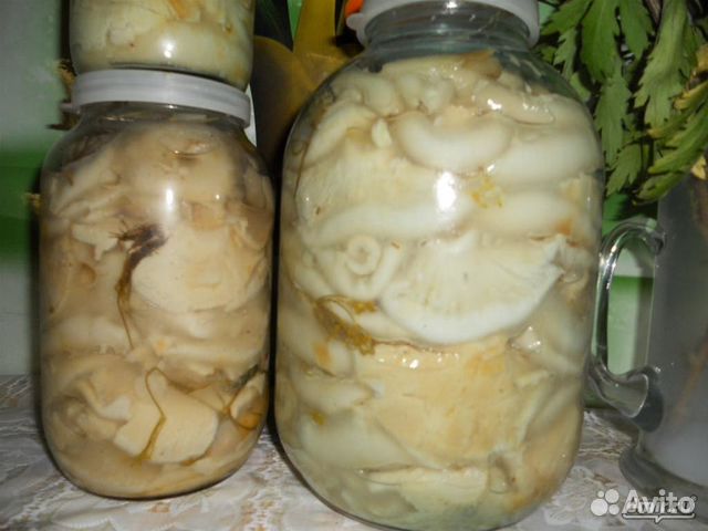 Маринованные грузди рецепт с фото пошагово