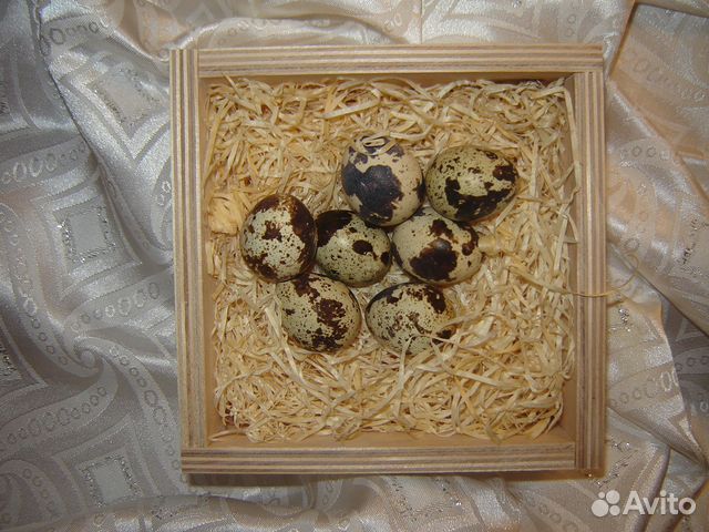 Яйца инкубационные манчжурских перепелов купить на Зозу.ру - фотография № 1