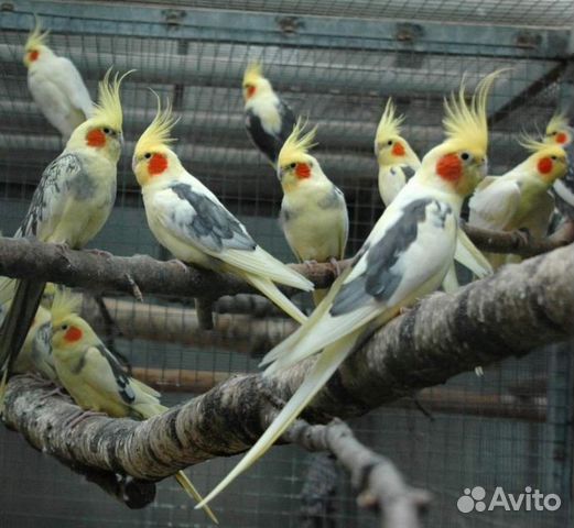Птенцы попугая карелла