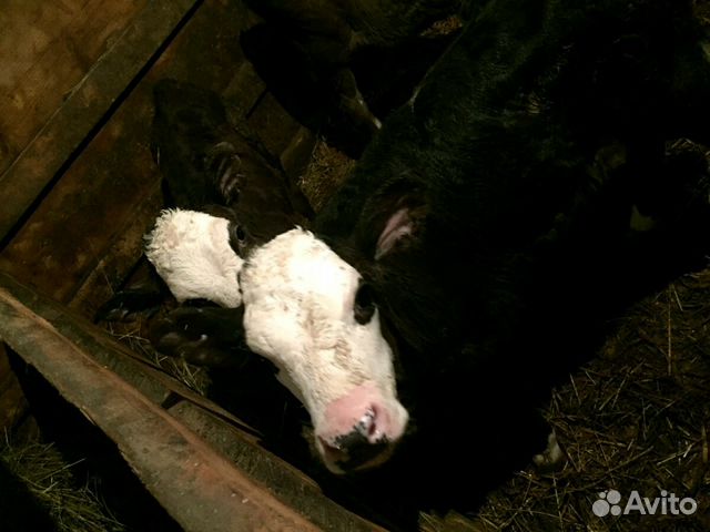 Овцы породы вале-блэкноз. Авито бугуруслан животные. Вьетнамский хряк. Бугуруслан. Авито бугуруслан животные.