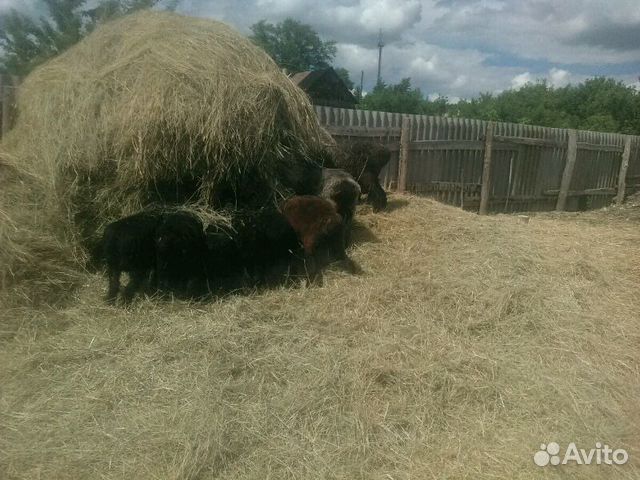 Котные овцы, эдильбаевские уже катятся, так же ест купить на Зозу.ру - фотография № 1