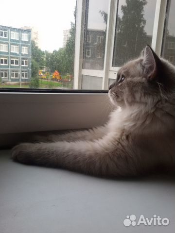 Вязка с котом Невская маскарадная