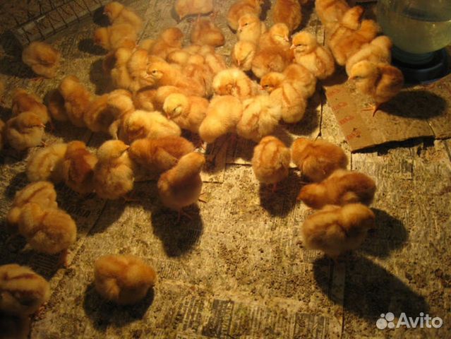 Инкубационное яйцо. Курицы Ломан браун купить на Зозу.ру - фотография № 2