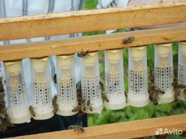 Пчелопакеты среднерусской пчелы купить на Зозу.ру - фотография № 4