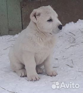 Щенки алабая на авито. Азиатская овчарка рыжая. Щенок алабая Путина. Алабай щенки фото с надписью. Сколько стоит алабай щенок в Красноярске.