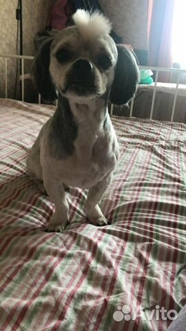 Стрижка собак и кошек