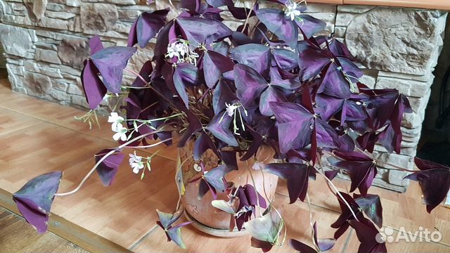 Цветок бабочка