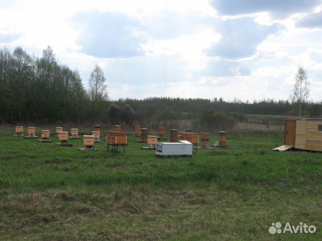 Пчелосемьи с ульями -на 24 рамки -на 12 рамок купить на Зозу.ру - фотография № 6
