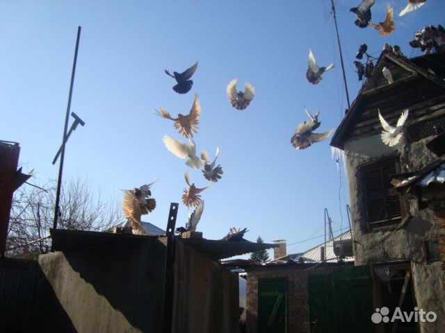 Продажа голубей купить на Зозу.ру - фотография № 7