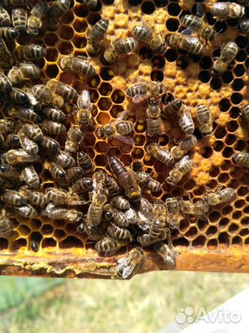 Пчелопакеты Среднерусской породы купить на Зозу.ру - фотография № 3