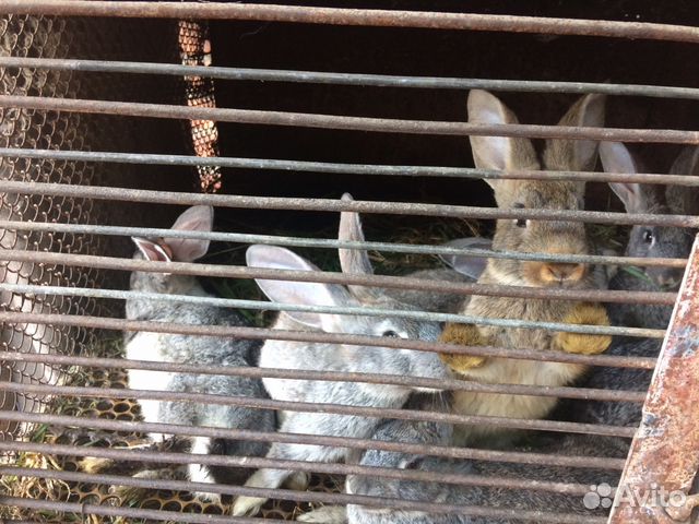 Купить кроликов в воронежской области