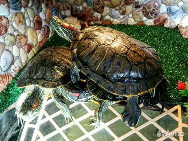 Красноухие черепахи самцы купить на Зозу.ру - фотография № 5