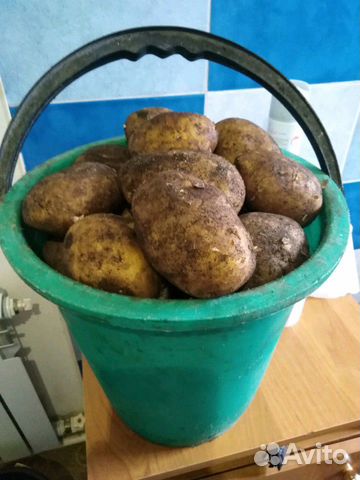 Картошка свежий урожай