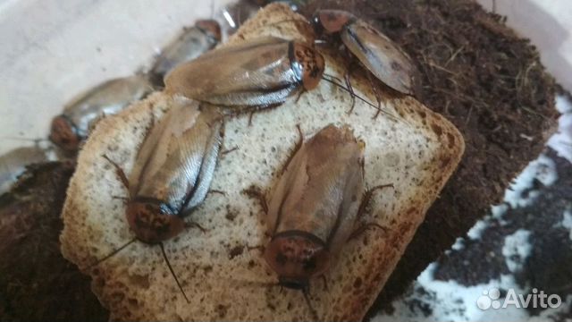 Тараканы южно-американские eublaberus posticus купить на Зозу.ру - фотография № 2