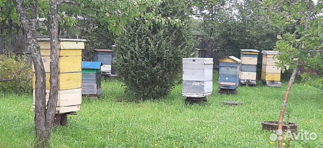 Продам улья с пчелами купить на Зозу.ру - фотография № 1