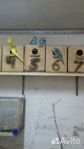 Волнистые попугаи купить на Зозу.ру - фотография № 4