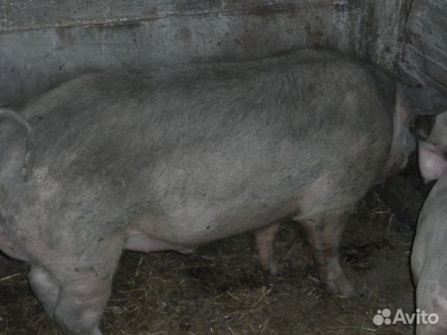 Купить Кабана Живого Цена Свердловская Область