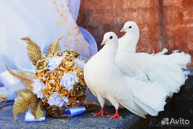Голуби на свадебные торжества купить на Зозу.ру - фотография № 1