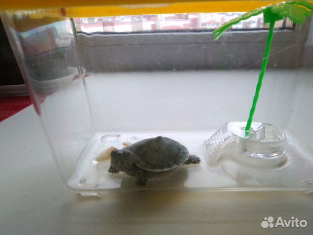 Черепаха краснаухая с переноской