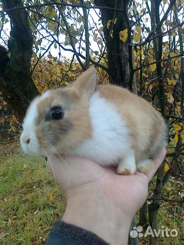 Цветной карликовый кролик купить на Зозу.ру - фотография № 1