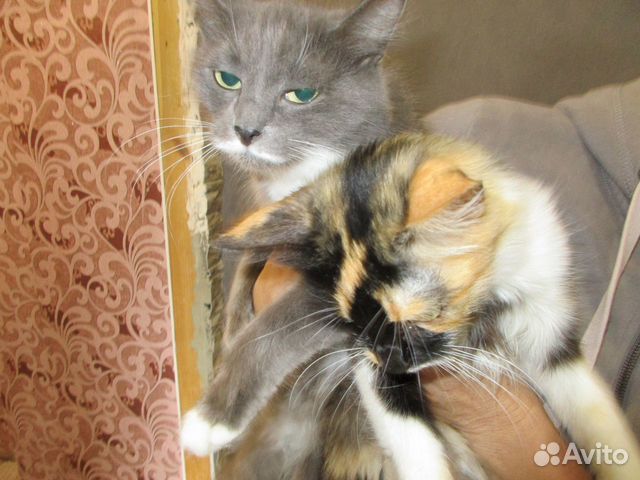 Красивая серая кошка купить на Зозу.ру - фотография № 4