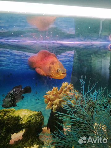 Рыбка аквариумная Астронотус купить на Зозу.ру - фотография № 1