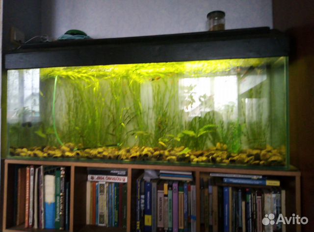 Продам аквариум со всем содержимым рыбки, растения купить на Зозу.ру - фотография № 1