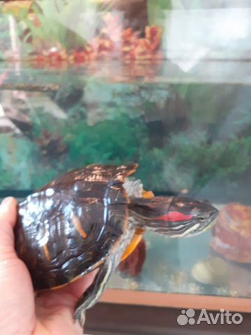 100 литровый аквариум с красноухой черепахой купить на Зозу.ру - фотография № 1