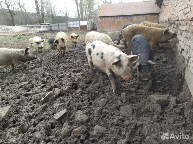 Поросята. Мясо свиней купить на Зозу.ру - фотография № 5