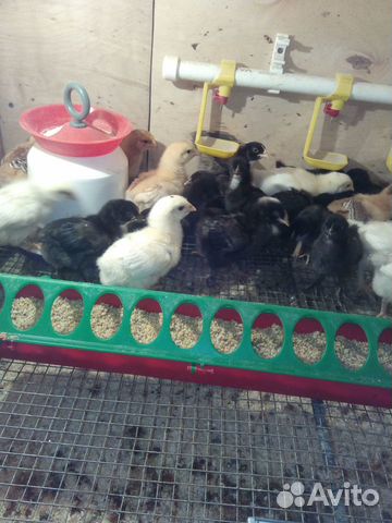 Цыплята, перепела, яйцо инкубационное купить на Зозу.ру - фотография № 1