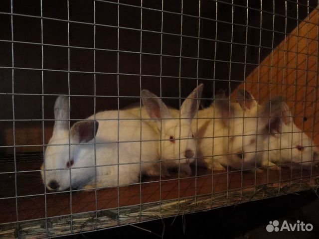 Калифорнийские крольчата возраст 2 месяца купить на Зозу.ру - фотография № 1