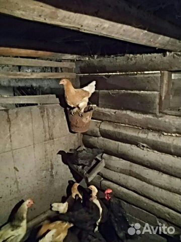 Курица лохманогая, американской породы Брама купить на Зозу.ру - фотография № 1