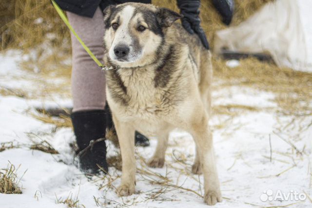 Алтай - собака, победившая рак купить на Зозу.ру - фотография № 2