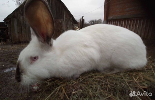 Кролики взрослые и крольчата купить на Зозу.ру - фотография № 6