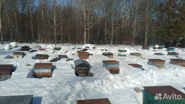 Пчелопакеты среднерусской пчелы купить на Зозу.ру - фотография № 10
